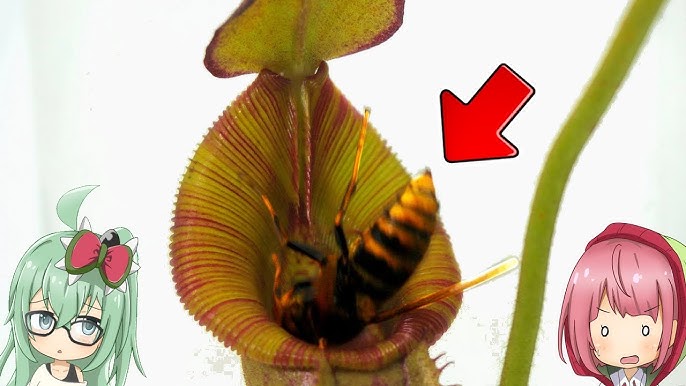 検証 食虫植物 Vs コバエがホイホイ どっちがハエを捕まえるか検証した結果が衝撃的すぎる 食虫植物tv Youtube 検証 食虫植物 Vs コバエがホイホイ どっちがハエを捕まえるか検証した結果が衝撃的すぎる 食虫植物tv Youtube