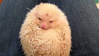 Trying to give a hedgehog a tummy rub