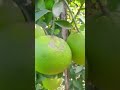 Vietnam all time Malta Nusrat nursery contact number, 8777547814