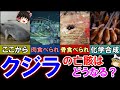 【ゆっくり解説】クジラが亡くなると、その亡骸はその後どうなるのか？