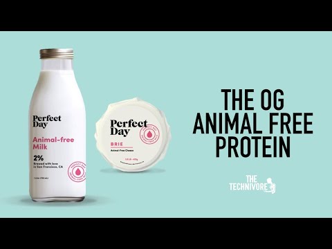 Perfect Day Animal