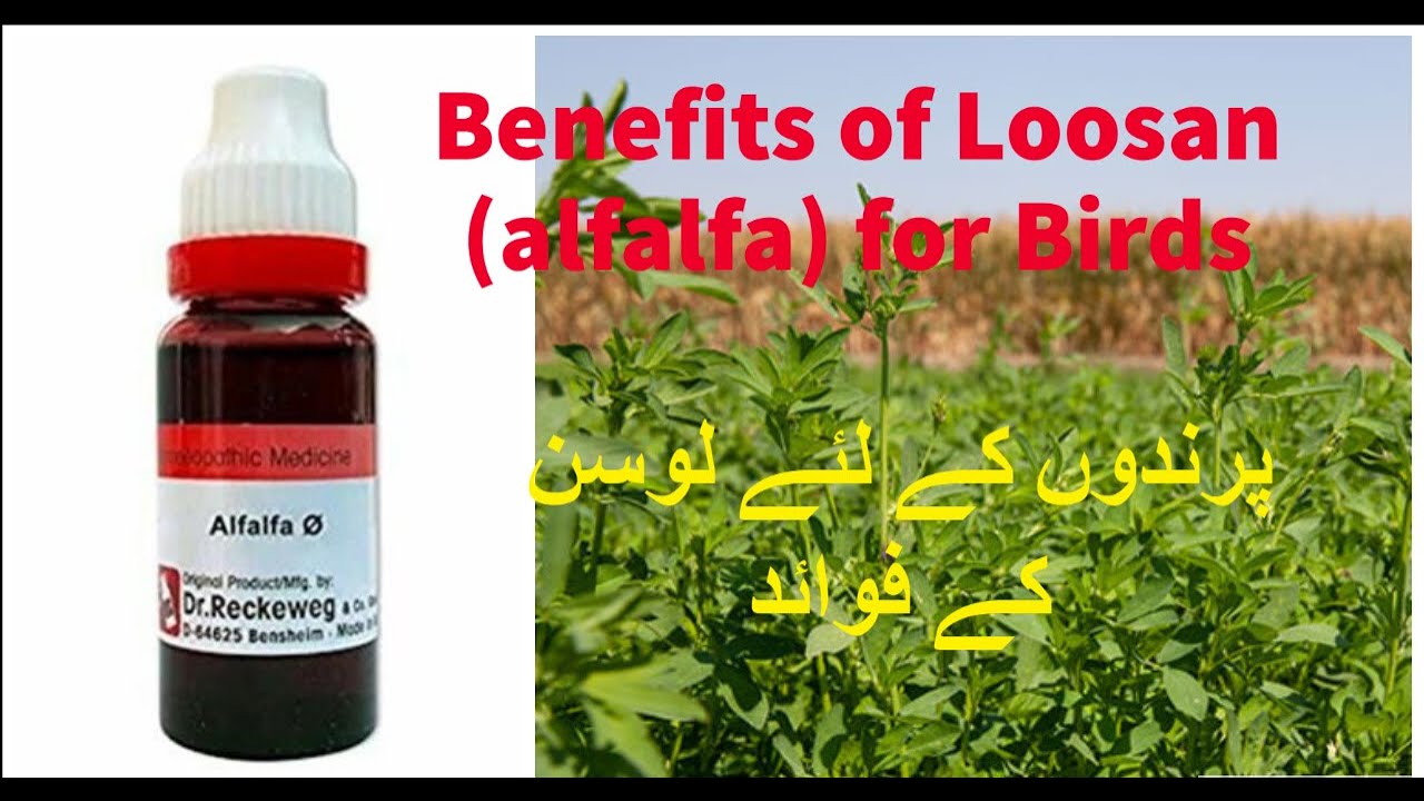 Benifits Of Loosan(alfalfa) for Birds parindo k liya loosan k faiday