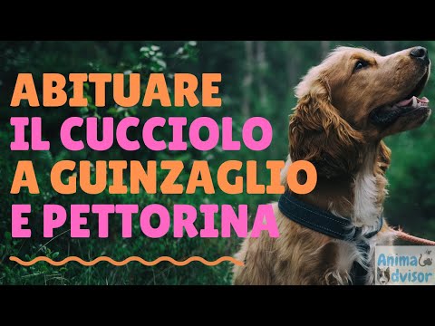 Video: Come Addestrare Il Tuo Cucciolo Per Un Collare E Guinzaglio