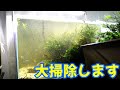 水槽の調子が悪いので大掃除ついでにADAの砂に入れ替えます