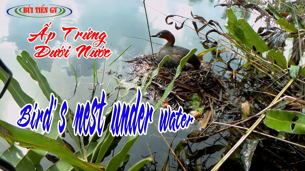 Đặt camera xem Tổ Chim Dưới Nước ấp Trứng thế Nào?/bird's nest under water