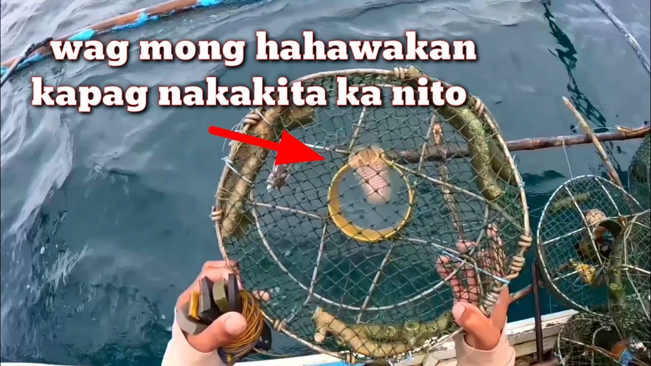 Pumasok sa trap ang makamandag na uod sa dagat