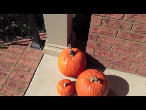 Apple iPad Mini 1080p HD Video Sample