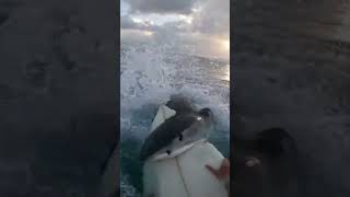 Shark Takes Bite Out Of Surfers Board