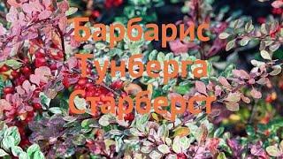 Барбарис тунберга Старберст 🌿 обзор: как сажать, саженцы барбариса Старберст