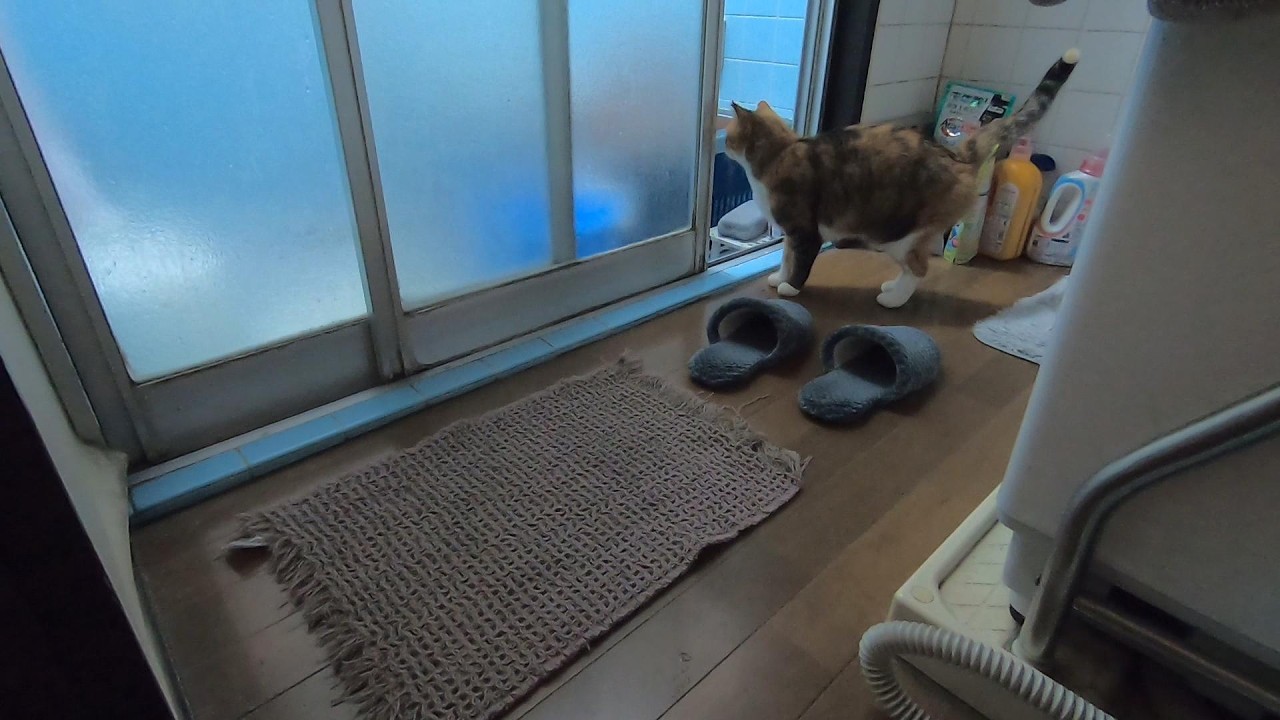 大好きな父が風呂から出て来ないので母に八つ当たりする娘猫