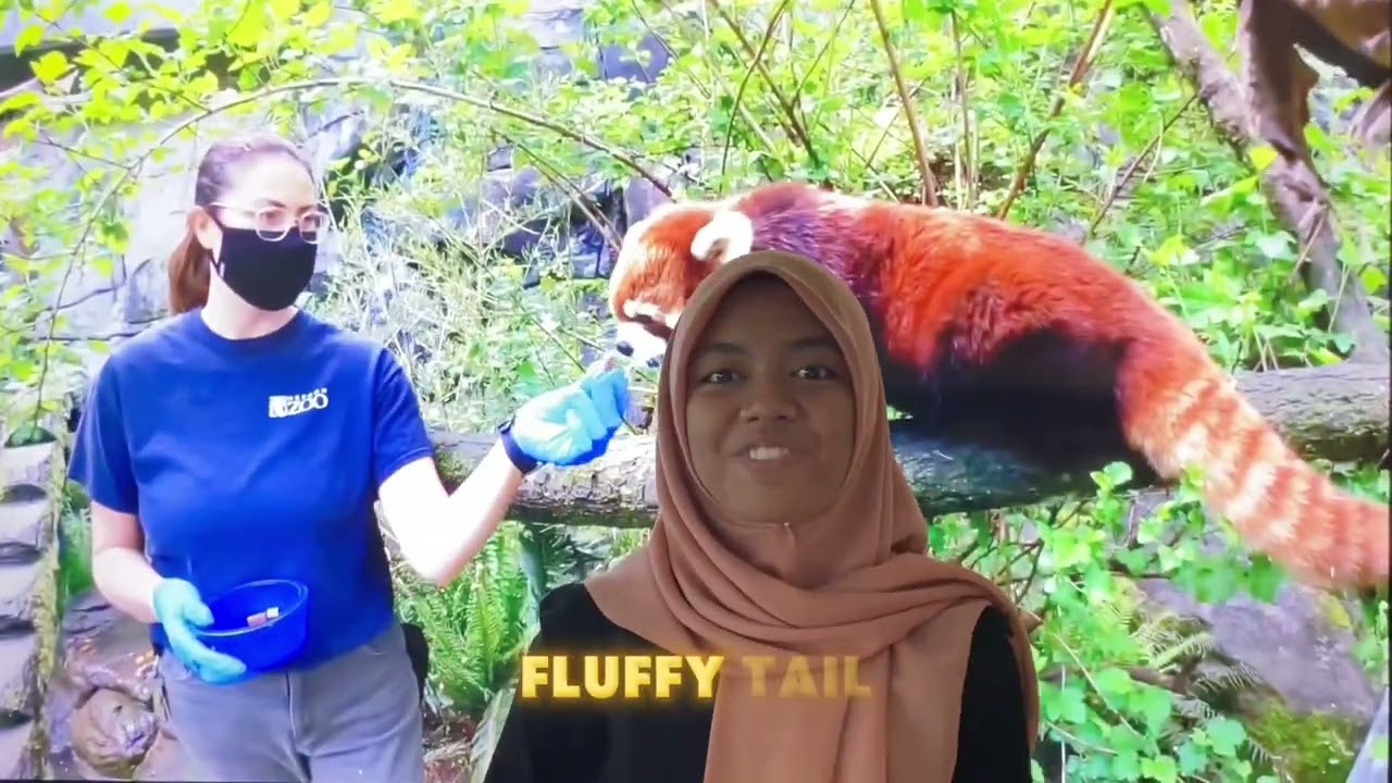 english red panda info