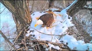 DECORAH EAGLES  2\/4\/2016  11:18 AM  CST   DAD WITH A STICK