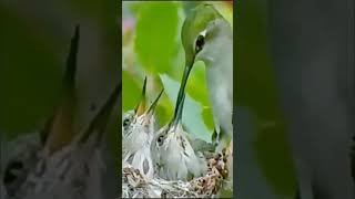 A bird feeding its chicks