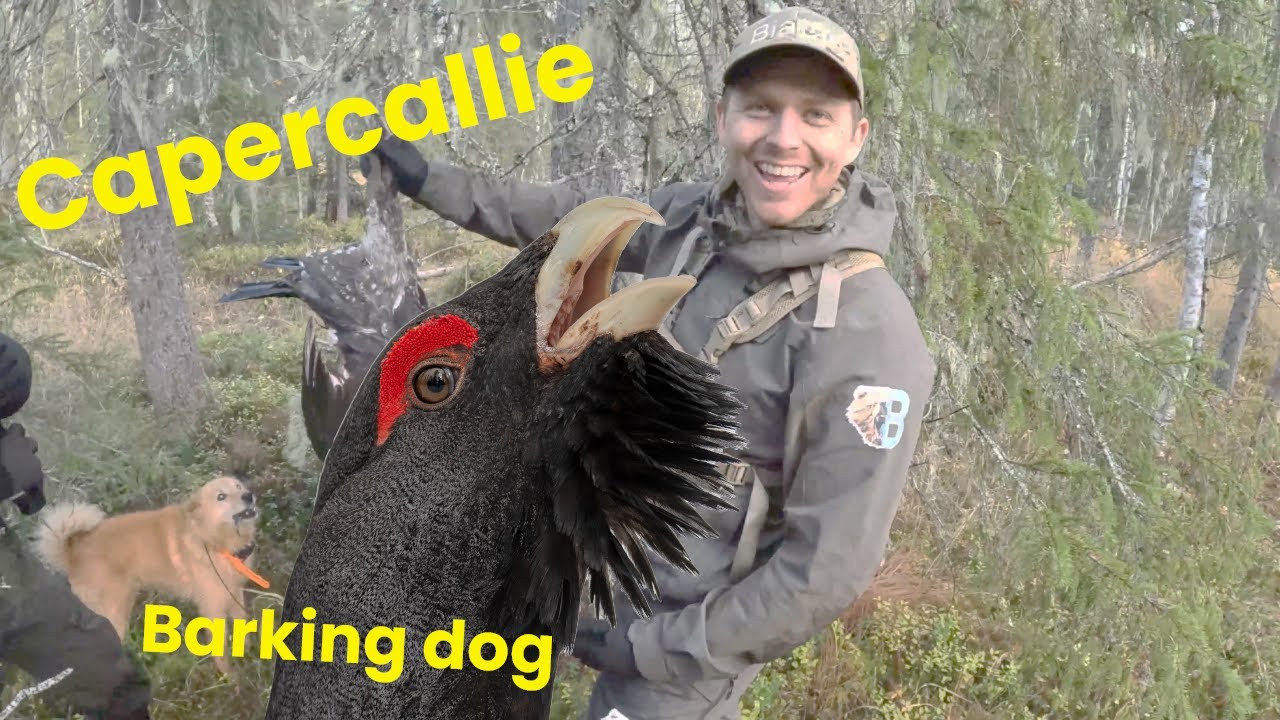 Jakt med trädskällare - otrolig situation med tjädertupp (hunting with barking bird dog)
