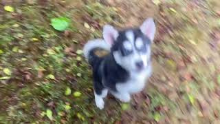 Pomsky Puppies by CutePuppiesVideos 18 views 1 year ago 15 seconds