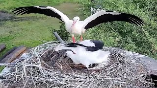 Events in the nest July 4, 2023~Stork's nest in Russia
