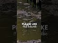 Gatorland Feeding Frenzy 🐊 | Alligators Eating Up Close