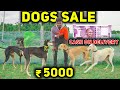 Dogs For Sales | Ancient Dogs OF Tamil Nadu | Very Low Price | Cash On Delivery Available |