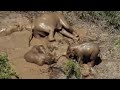 Mother Asian elephant shows wit in rescuing calf from muddy pool