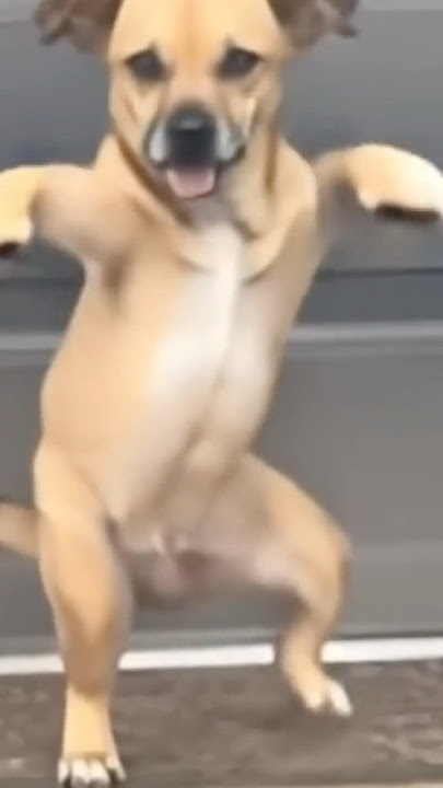 My 3 dogs dancing to “Bailalo Rocky” song