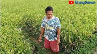 Padi Mulai Menguning, Sebentar Lagi Panen