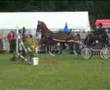 Tuigpaard dutch harness horse