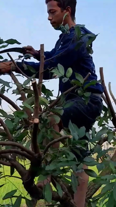 proses pruning pohon kelengkeng