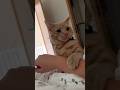 #foryou #funny #cat #shortvideo #yutube