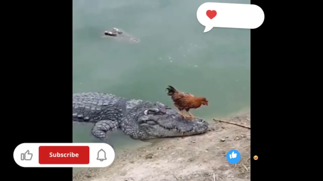 ಮಚ್ಚಾ ಯಾಕೋ ಹಿಂಗಾಗ್ಬಿಟ್ಟಿದ್ಯ ನಿನ್ ನೋಡಿದ್ರೆ ಹೊಟ್ಟೆ ಉರಿಯುತ್ತದೆ@DUBKANNADA-r7n 