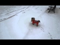 Морда в снегу =)