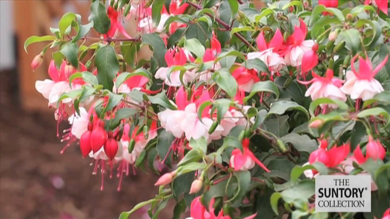 Exotic Brazilian Fragrant Pink Datura / Angel's trumpets 1 Live flower  outdoor Plant. (Plant hight 1 fee to 1.5 feet With Pot).