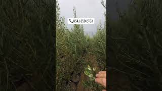 Mega Boy Gemlik Cinsi Zeytin Fidanlarımız