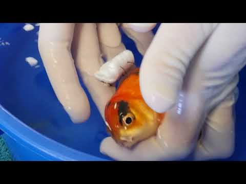 video:Goldfish Buoyancy Surgery