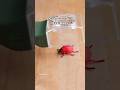 This Bug Catcher Is Fun To Learn About Bugs рџђ Catch And Release Details рџ рџЏј Kidstoys This Bug Catcher Is Fun To Learn About Bugs рџђ Catch And Release Details рџ рџЏј Kidstoys