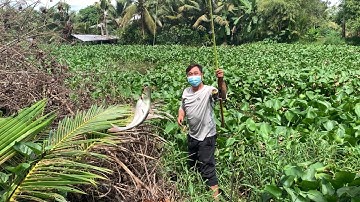 Câu Cá Tra Sông | Một Ngày Đi Câu Đầy May Mắn Khi Dính Cá Bự | Fishing - Miền Tây