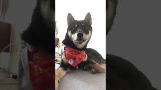 【柴犬、ハロウィンに備える】オレンジのハロウィン柄のバンダナを巻いてもらいました。