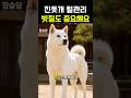 진돗개 털관리 #진도개