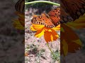 🦋😌 #flow #nature #paz #insects #felicidade #butterfly #jardim #garden #insetos #insectos #flowers