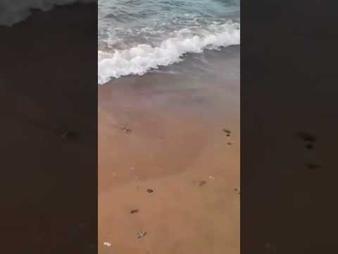 Chlef الشلف الدشرية