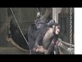Uncle Decky, I want to play with you all day! by Ibuki  デッキーおじちゃん、　　僕語1日中遊ぼうよ！イブキ　Chimpanzee  多摩動物公園