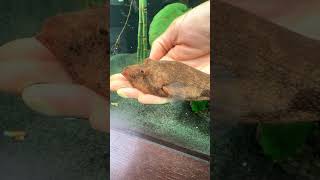 John pork is so nice #pufferfish #fishtank #aquarium #potatofish #cute