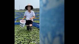 Swamp eel farming #fish farming #funny #fish