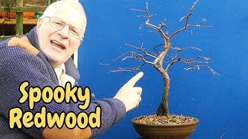 Dawn Redwood Bonsai Autumn CARE Made EASY with 4 Top Tips!
