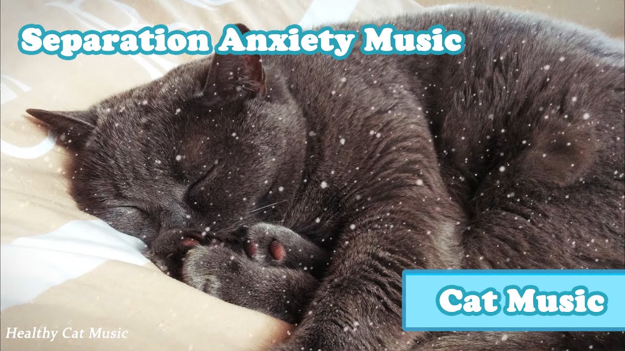 Calming Music for Cats with Anxiety! Deep Soothing Music for Anxious ...