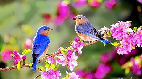 سورة سبأ كاملة مكتوبة بصوت أيمن السويد 🌼🍃🌼