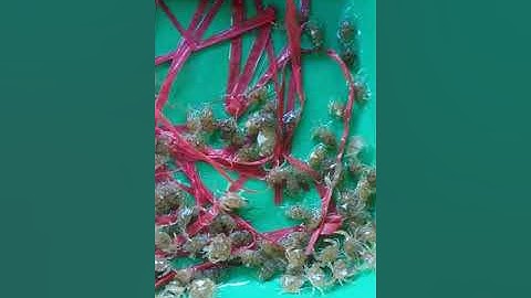 Cua biển cà mau *cua con *như thế nào??