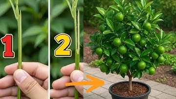 🌱 Whip & Tongue Grafting on Lemon Tree | Easy Grafting Technique for Beginners 🍋
