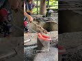 Salute to the expert. Unique method, powerful palm harvesting tool #blacksmith #workshop #madeinusa
