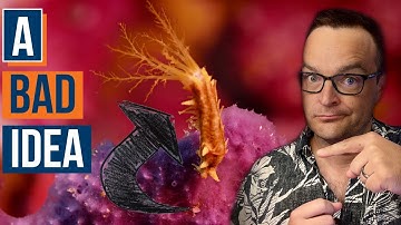 What Makes up the BEST Reef Tank Clean Up Crew? Ep: 39