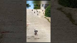 A Group of kitty Neighbours?? shortsfeed viralvideos funnyshorts